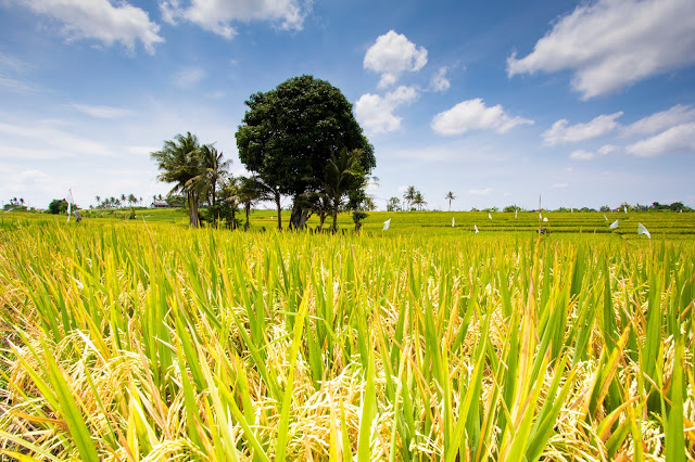 Risaie-Rice fields-Bali