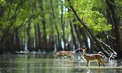 Sundarbans Tourist Spot