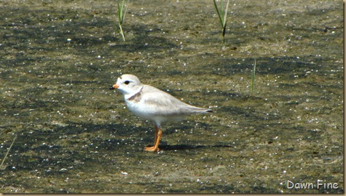 south beach birding_066