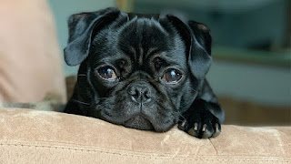 Carta de un cachorro a su dueño