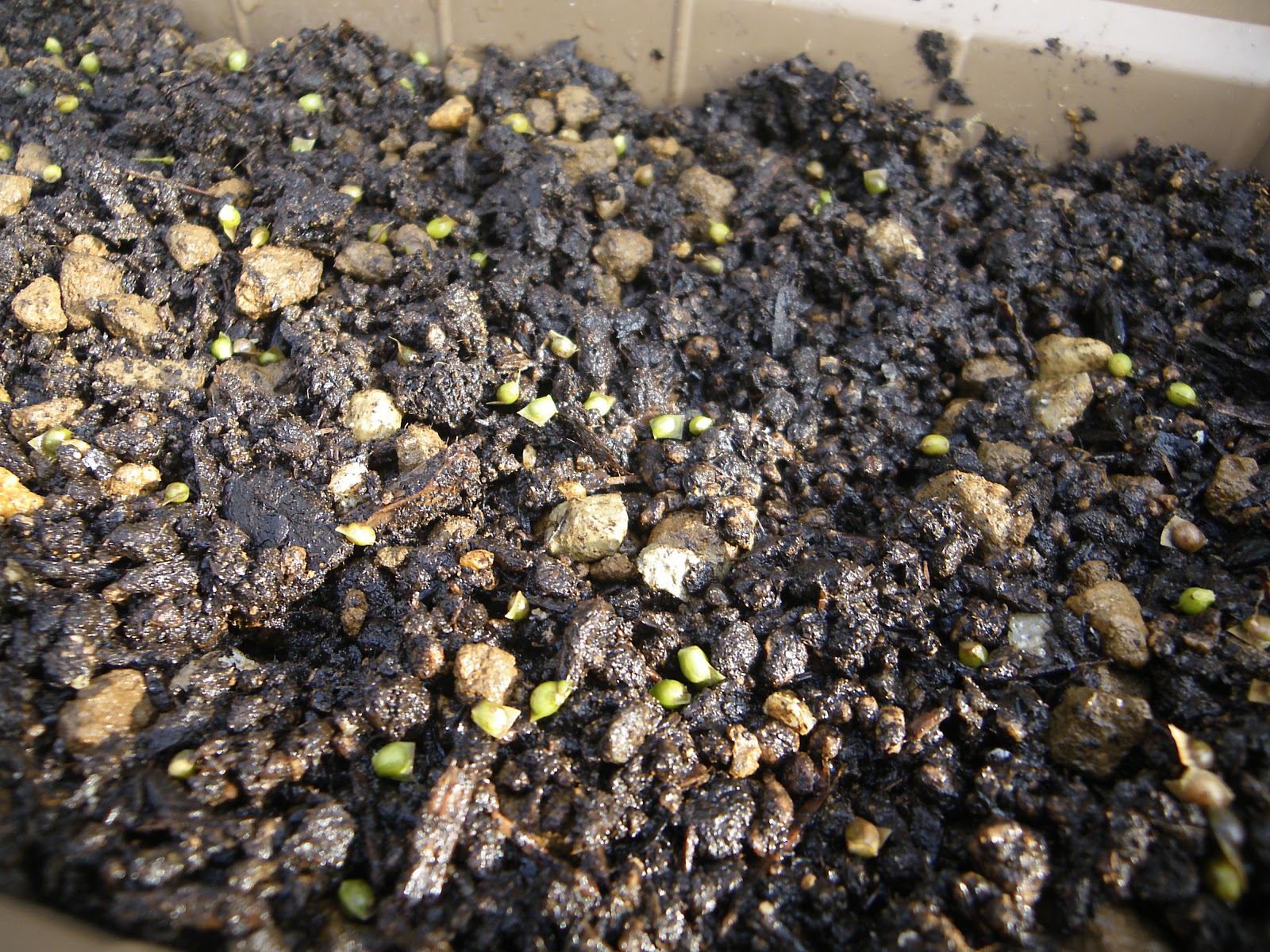もみじを種から育てよう 盆栽や鉢植えにして楽しみましょう メダカの大工