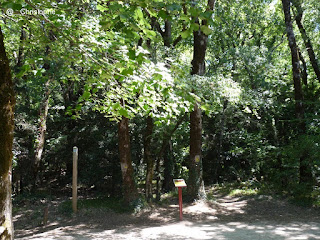 ubac- forêt de la Sainte Baume