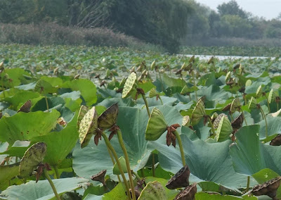 american lotus seed pods