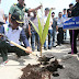 Walikota Tanam Pohon Kelapa Gading di Pulau Putri