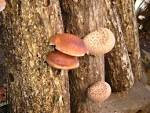 medicinal Mushroom