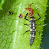 Beneficial Insects - Predators