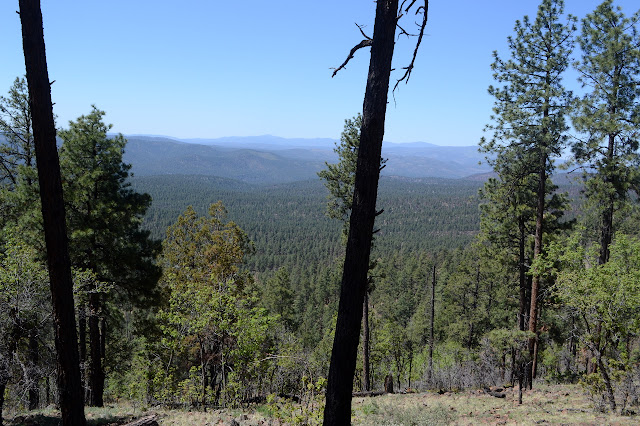 forest covered hills