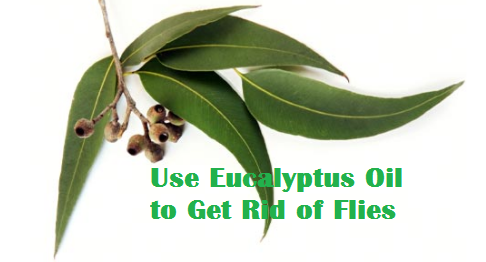 Use Eucalyptus Oil to Get Rid of Flies