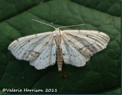 Single-Dotted-Wave-Idaea-dimidiata