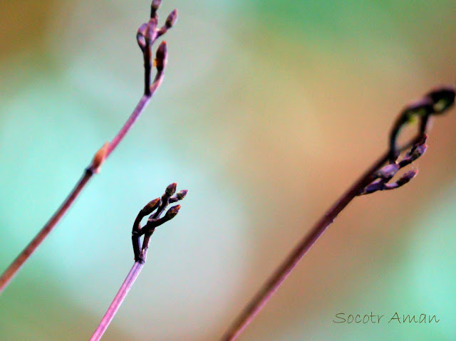 Lecanorchis japonica