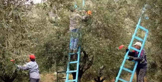 Βάνα Παπαευαγγέλου: «Πιθανό η έξαρση των κρουσμάτων να οφείλεται στο μάζεμα της ελιάς»