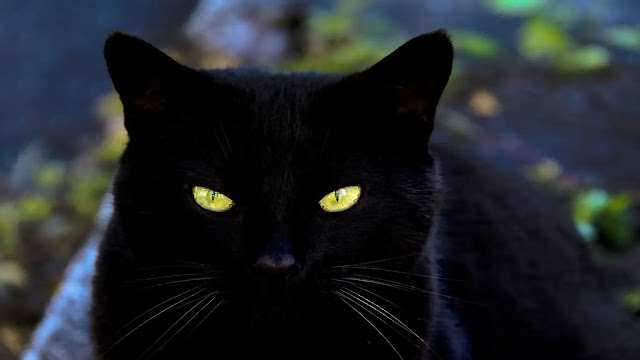 Black Cat