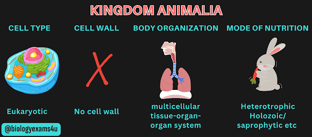 characteristics of kingdom animalia