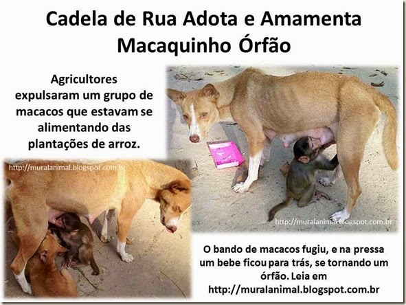 Cadela de Rua Adota e Amamenta Macaquinho Órfão