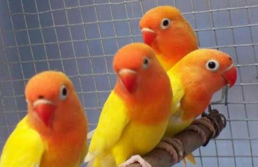  Jenis Lovebird Pastel Kuning Love birds African 