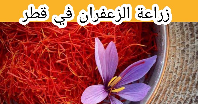 زعفران قطر