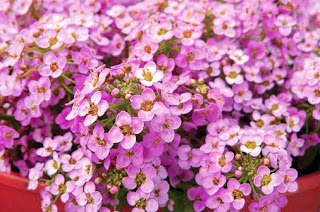 Alyssum Sweet flowers Suitable as Hanging Ornamental Plants