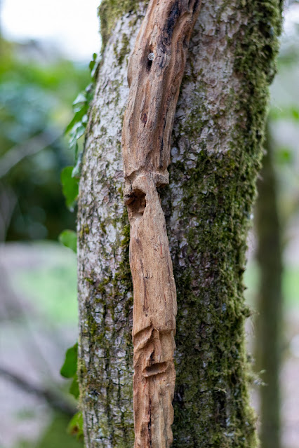 Faces in the woods