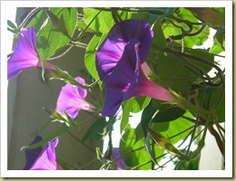 DSCN0111