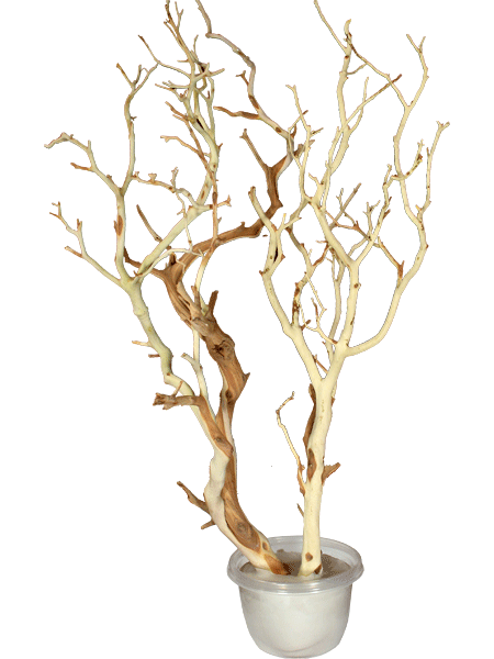 [manzanita-centerpieces-1.gif]