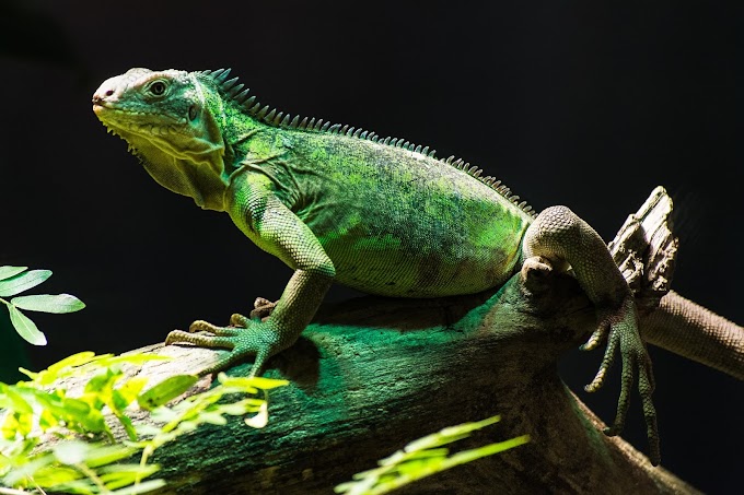 10 Most Dangerous Turtles and Lizards