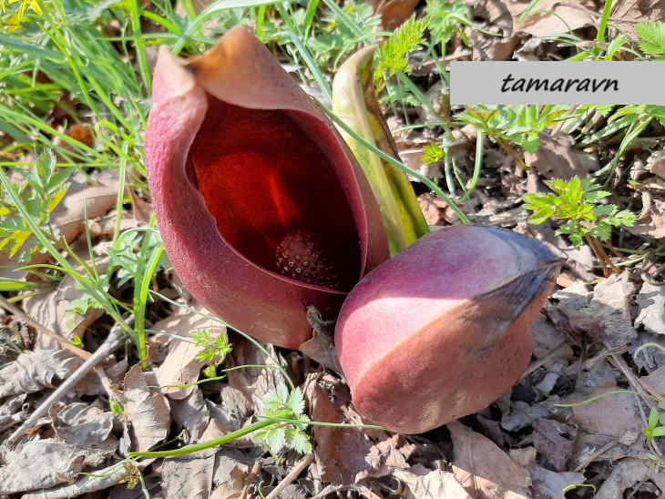 Связноплодник почколистный (Symplocarpus renifolius)