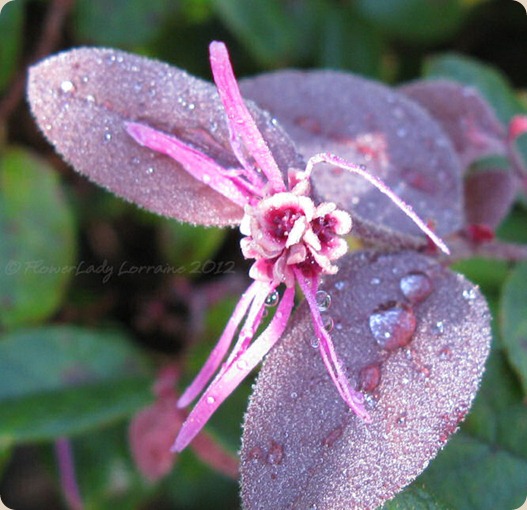 07-06-fringe-flower4