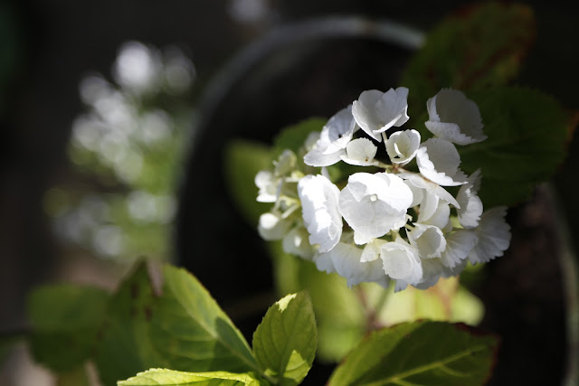 White Hydrangea Flower in Sunshine