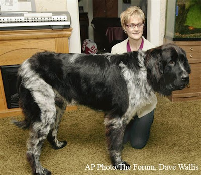 Boomer - Landseer Newfoundland | World's Tallest Living Dog