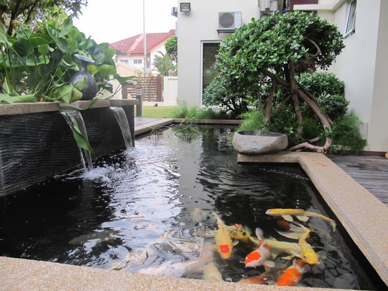 Konsep Membuat Kolam Ikan