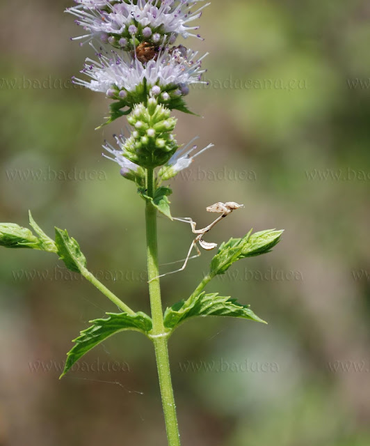 Ninfa di Empusa pennata © Franco Faà - www.baducanu.eu