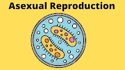 What Is Meaning of Reproduction 
