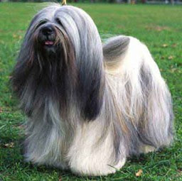 lhasa apso dog puppy breeds hound canine pooch canis bow-wow despicable fellow qen txakurra gos pas hond koer aso koira kutya hundur madra pets huisdieren animaux de compagnie Haustiere de companie husdjur Evcil Hayvan anifeiliaid anwes domace zvali augintiniai alagang hayop domaci zvirata kucni ljubimci animals domestics maskotak animal pets info