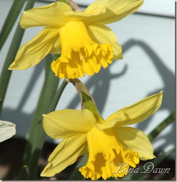 Daffodils2_March31