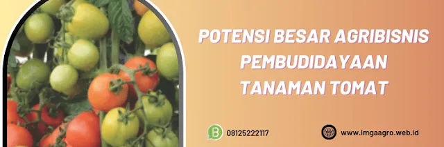 potensi,agribisnis,agrobisnis,budidaya,tomat,budidaya tomat,lmga agro