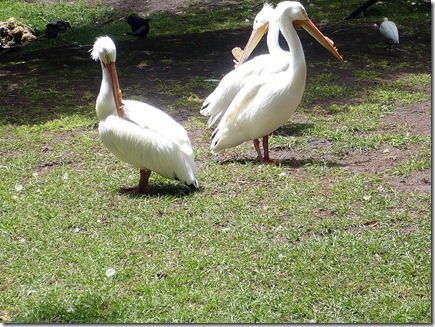 HomosassaSpringsWildlifeState Park04-23-12aw