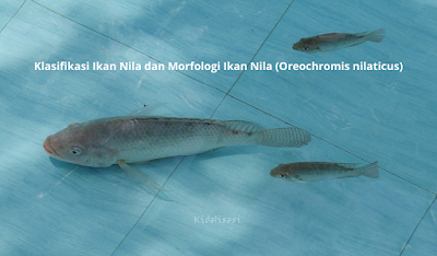 Klasifikasi Ikan Nila dan Morfologi Ikan Nila (Oreochromis nilaticus)