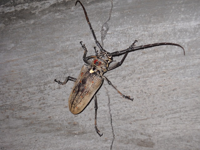Beetle