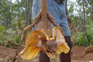 Frill Necked Lizard