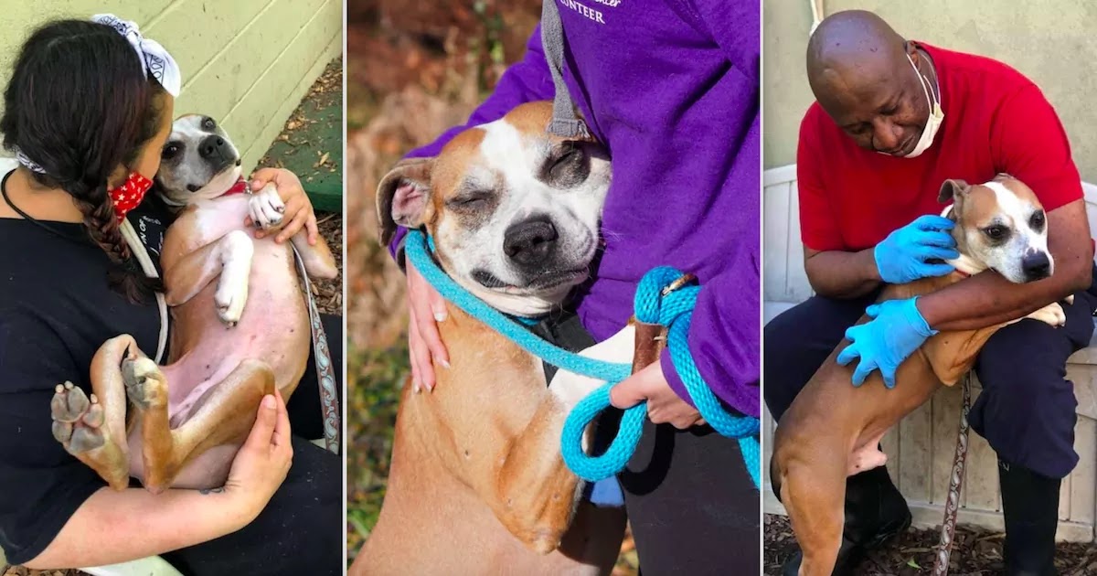 This Grateful Rescue Dog Can't Stop Hugging Everyone He Meets But Still Hasn't Found His Forever Home