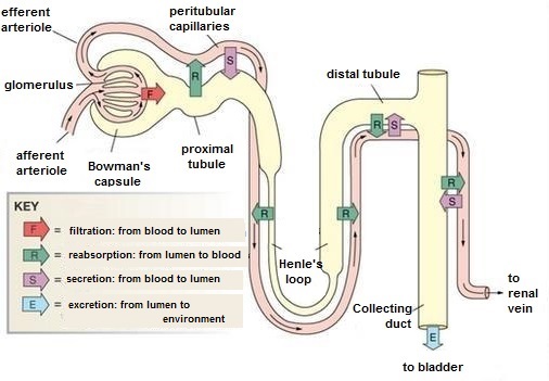 Scheme of kidney filtration and excretion of urine
