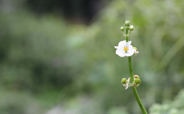 Broadleaf Arrowhead Flowers Pictures