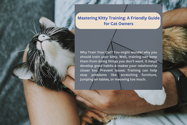 Mastering Kitty Training