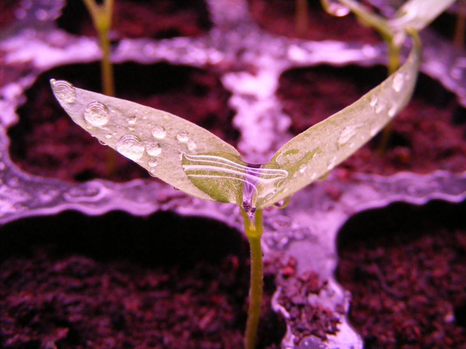 Indoor Grow Lights