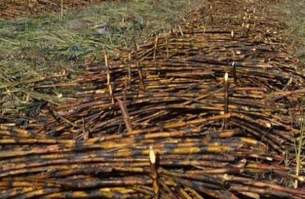 Cañeros de Quintana Roo esperan mejores números para la próxima zafra