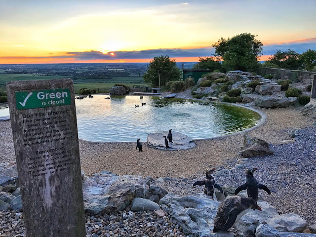 Posing penguins at the ZSL Whipsnade Zoo Sunset Safari