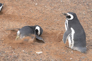 Punta Tombo - Los Pinguinos y el acondicionamiento del nido
