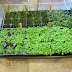 The Indoor Over-Seeding Method for Planting Herbs (Oregano, Thyme Chives): Examples of Planting, Growth, Division and Transplanting