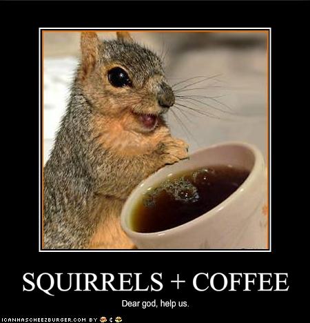 Latest Funny Pictures on Funny Pictures Squirrels Have Discovered Coffee Jpg