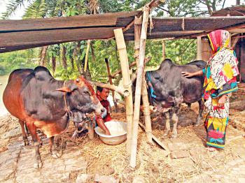 কোরবানিতে দেশি গরুই ভরসা by ইফতেখার মাহমুদ